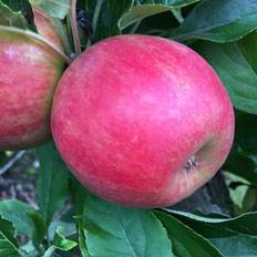 Krukker, Planter & Dyrkning Æbletræ Elstar 4-8 grene Malus Plantejord