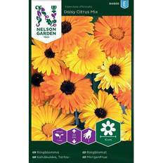 Nelson Garden Lav Morgenfrue 'Daisy Citrus' Mix Blomsterfrø