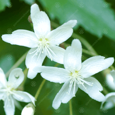 Very Hoheria sexstylosa Snow White Tree