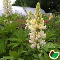 Lupin Lupin LUPINUS polyphyllus 'Fraülein' Lupin Blomsterfrø