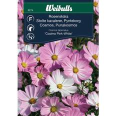 Weibulls Rosenskära Cosimo rose Blomsterfrø