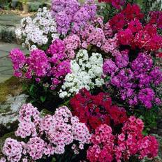 Purple Flower Seeds Van Zyverden Tall Phlox Mixed Roots