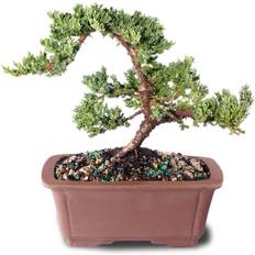 Brussel's Bonsai Green Mound Juniper Bonsai