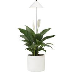 Sunlite