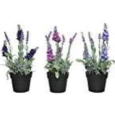 Dekorativ Lavendel