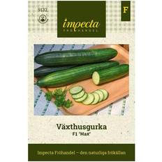 Fröer gurka Impecta Växthusgurka F1 'Max'