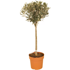 Potted Plants You Garden Pair of Olive Trees