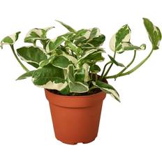 Pots, Plants & Cultivation Plant Shop Pothos 'N'joy' 4" Great