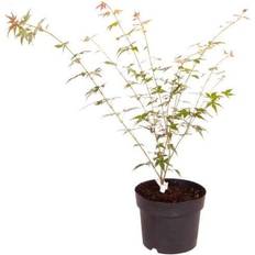 Acer Palmatum 'Orange Dream'