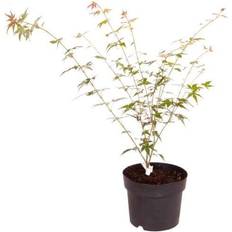 Potted Plants You Garden Acer Palmatum 'Orange Dream'