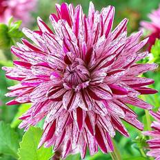 Very You Garden Dahlia Blackberry Ripple 3