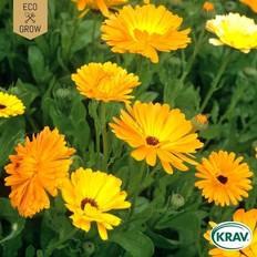 Ekologiska Blomsterfröer Eco Grow Fröpåse Ringblomma Calendula Officinalis