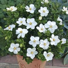 Very 1 X Gardenia Hardy Cape Jasmine