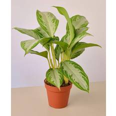 Perennials Silver Bay Chinese Evergreen Aglaonema Plant