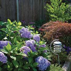 Trees & Shrubs Van Zyverden Van Zyverden 4 Hydrangea Nikko Blue Rocketliners