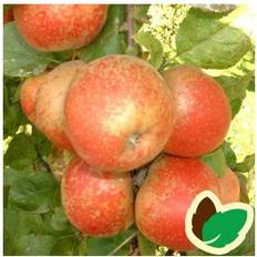 Æbletræ Rød Belle Boskoop 4-8 grene Staude