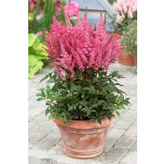 Astilbe Younique Pink Astilbe arendsii