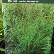 Blåtop Dauerstrahl Molinia caerulea Staude