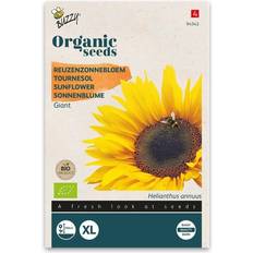 Solsikke frø Økologsik Solsikke frø, Giant Blomsterfrø