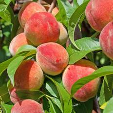 Perennials Very Peach 'Red Haven' 1.4M Root Tree