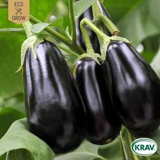 Ekologiska Blomsterfröer Eco Grow Fröpåse Aubergine Black