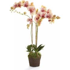 Perennials Porch & Petal Floral BURGUNDY 32'' Burgundy Phalaenopsis