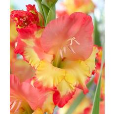 Perennials on sale Van Zyverden Plant Bulbs Multi-colored Gladiolus Large Flowering Princess