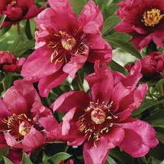 Perennials on sale Van Zyverden Itoh Peony Pink Ardour Set 1 Root