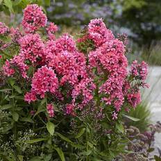 Trees & Shrubs on sale Van Zyverden Outdoor Pre-Planted Plants Pinkish Tall Phlox Paniculata Cleopatra Root