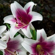 Perennials on sale Van Zyverden Plant Bulbs White Friso Lily Bulb