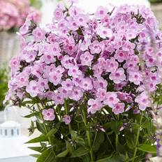 Trees & Shrubs on sale Van Zyverden Tall Phlox Rainbow Dancer Set of 3 Roots