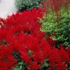Trees & Shrubs Van Zyverden Van Zyverden Red Sentinel Astilbe Plant Mix, 5 Roots