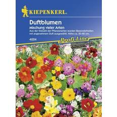 Stauden Kiepenkerl Saatgut Duftblumenmix 2-4