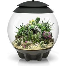 Biorb Air 30 Terrarium