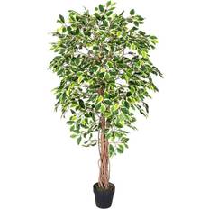 Green Ficus Tree with Twisted