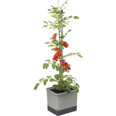 Plantekasser på tilbud Gardenlife Tom Tomato På Lager Plantekasse