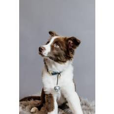 Kentucky Dog Collar Velvet - Vert