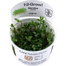 1 2 grow TROPICA Marsilea Crenata 1-2-Grow