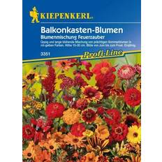 Kiepenkerl Balkonblomster 2 Enårig Rækker til 4 m