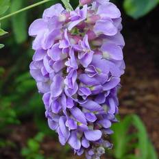 Trees & Shrubs Van Zyverden 4" Wisteria Amethyst Falls