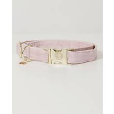 Kentucky Dog Collar Velvet - Rose