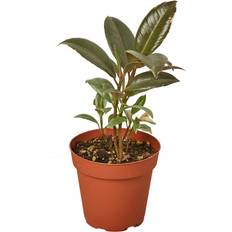 Trees & Shrubs Plant Shop Ficus 'Tineke' 4" Pot Live Plant Great Free Care