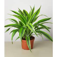 Seeds Plant Shop Dracaena 'Lemon Surprise' Great