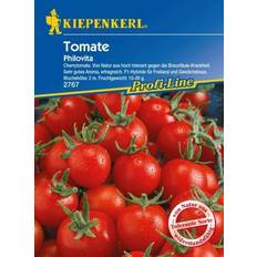 Sommerblumen Kiepenkerl Tomate Philovita Solanum lycopersicum, Inhalt: