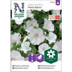 Kesäkukat Nelson Garden Kesämalvikki Mont Blanc Siemenet
