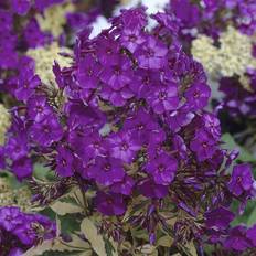 Trees & Shrubs on sale Van Zyverden Outdoor Pre-Planted Plants Blue Phlox Paniculata Harlequin Root