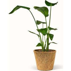 Strelitzia Nicolai - Paradisfugl Ø24cm Potteplante