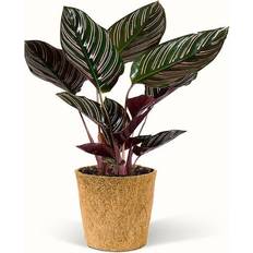Calathea Sanderiana - Påfugleplante Ø11cm Potteplante