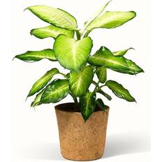 Magic style Dieffenbachia Summer Style - Green Magic Ø17cm