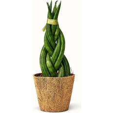Sansevieria Cylindrica Braid - African Spear Ø9cm Potteplante